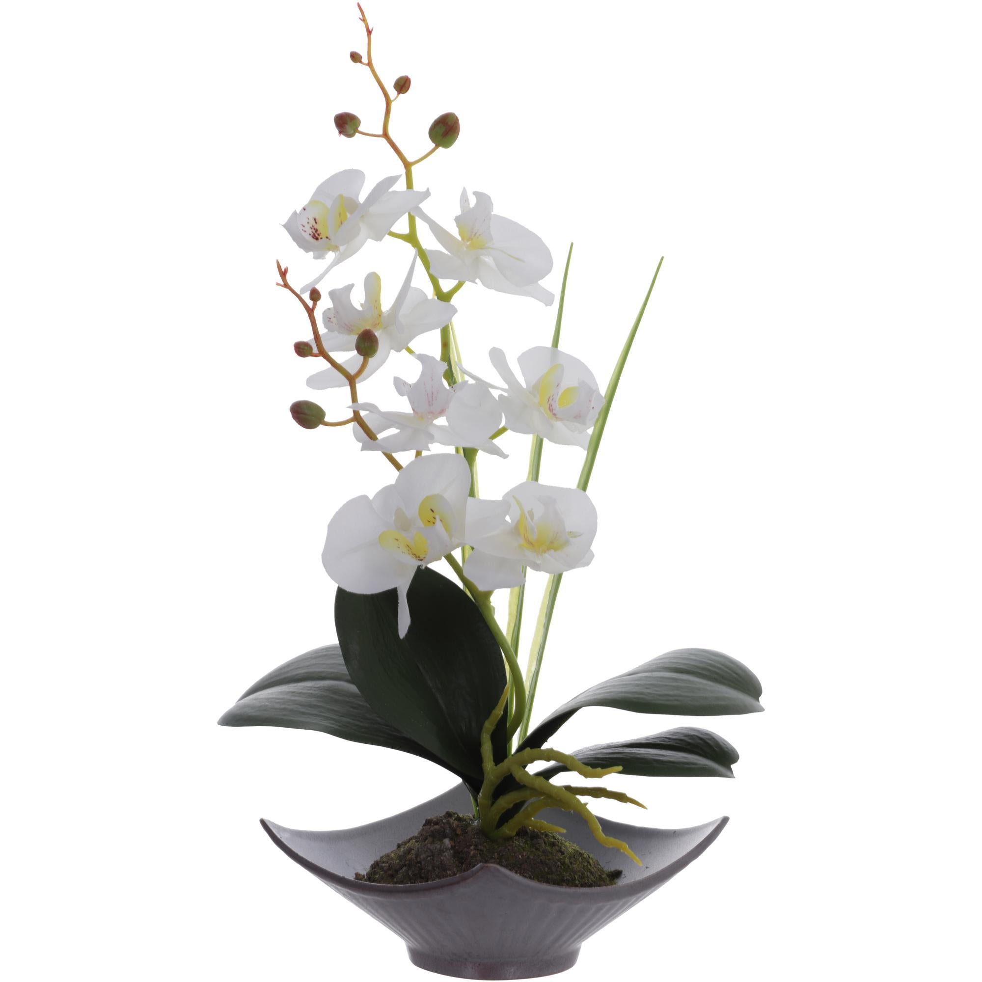 ORQUIDEA WHITE 456-55192