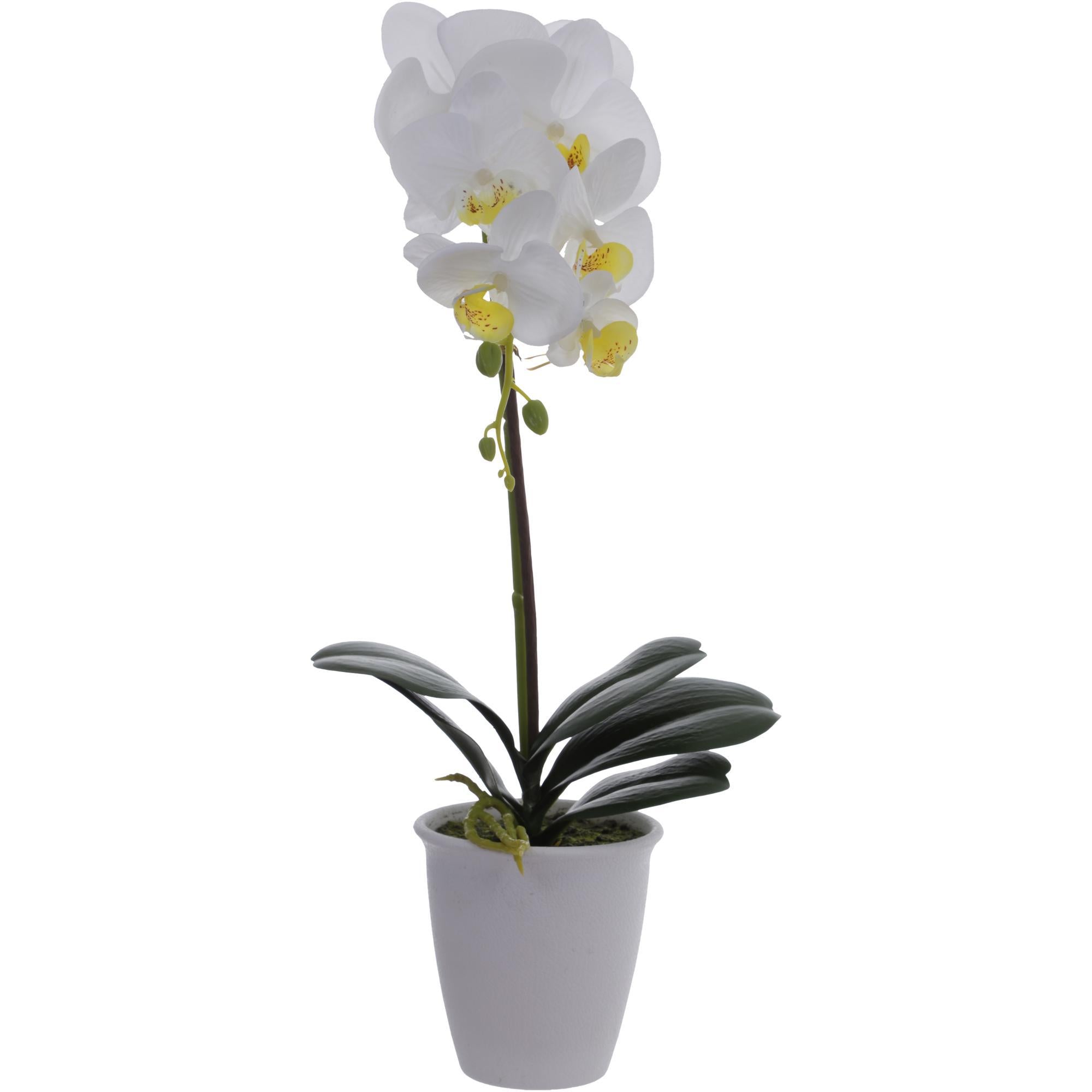ORQUIDEA WHITE MEDIANA 456-55193
