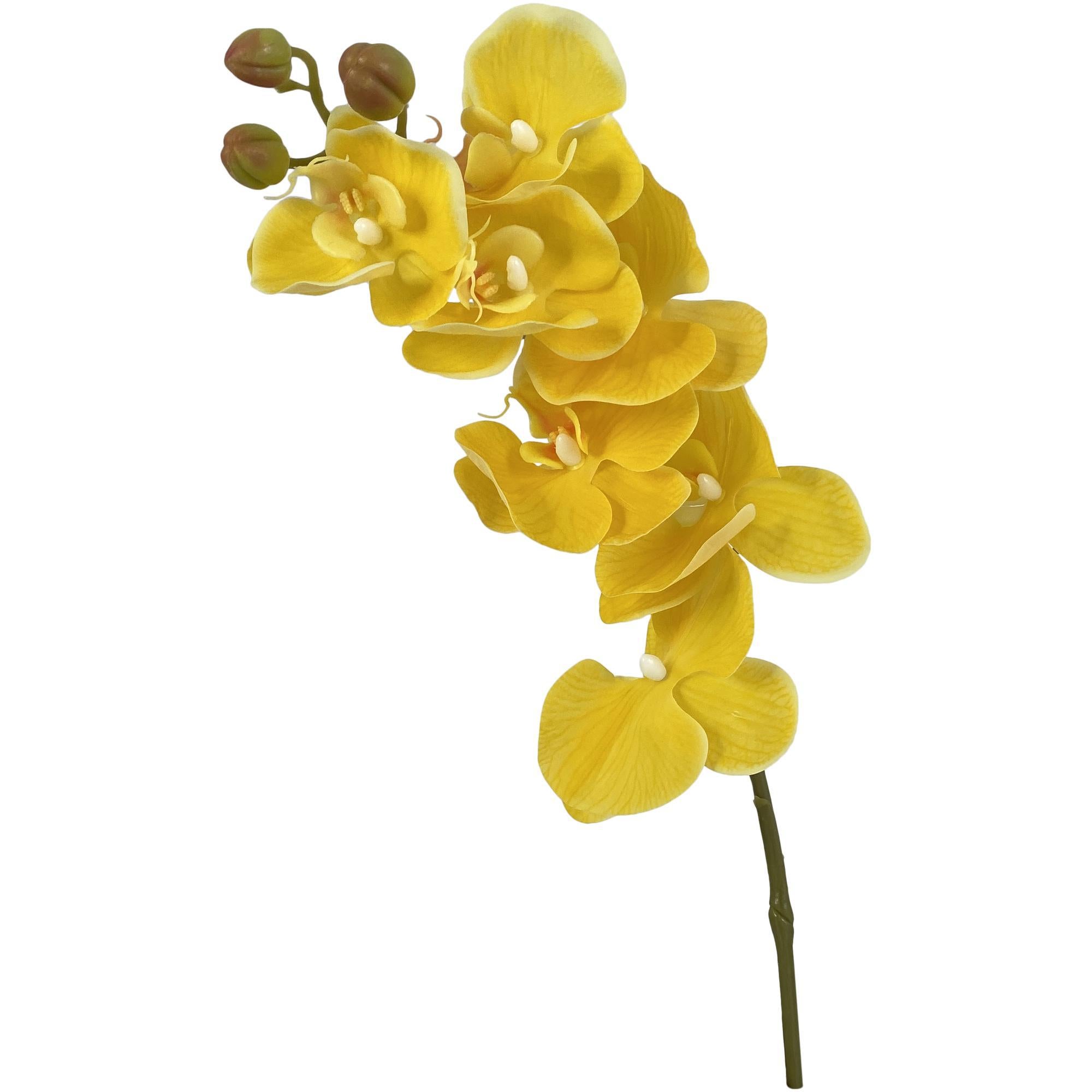 FOLLAJE ORQUIDEAS LIMA 592-480037